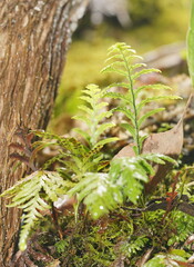 Notogrammitis heterophylla