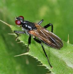 Cordilura