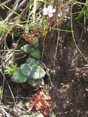 Drosera natalensis