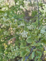 Stegnosperma halimifolium