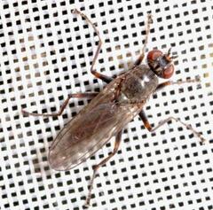 Spaziphora hydromyzina