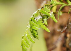 Notogrammitis heterophylla