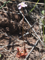 Drosera natalensis