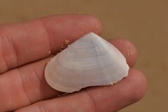 Latona deltoides