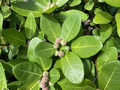 Ficus pedunculosa