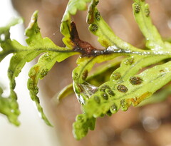 Notogrammitis heterophylla