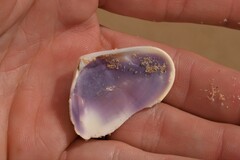 Latona deltoides