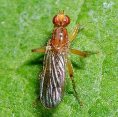 Norellisoma spinimanum