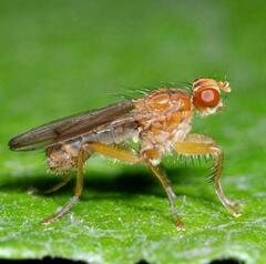 Norellisoma spinimanum