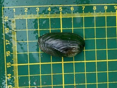 Nodularia douglasiae