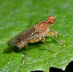 Norellisoma spinimanum
