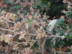 Pomaderris paniculosa paralia