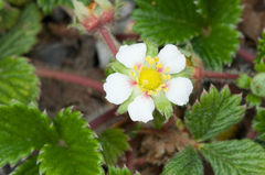 Fragaria hayatae