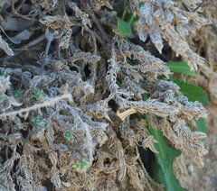 Crucianella maritima