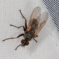 Spaziphora hydromyzina