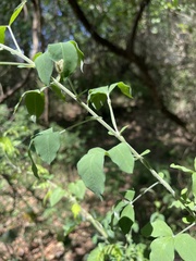Crotalaria capensis