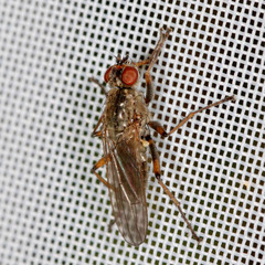 Spaziphora hydromyzina