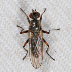 Spaziphora hydromyzina