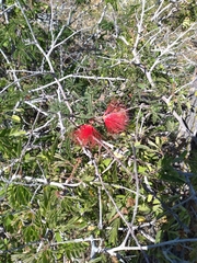 Calliandra californica