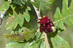 Andricus dentimitratus