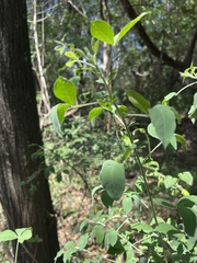 Crotalaria capensis