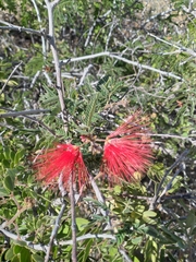 Calliandra californica