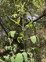 Crotalaria capensis
