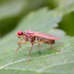 Norellia spinipes