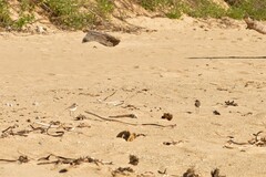 Charadrius ruficapillus