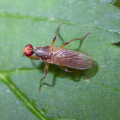 Norellia spinipes