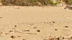 Charadrius ruficapillus