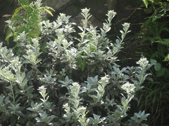 Helichrysum sutherlandii