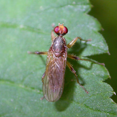 Norellia spinipes