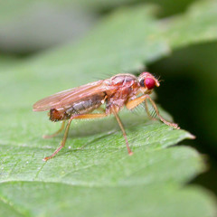 Norellia spinipes