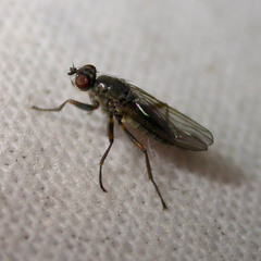 Spaziphora hydromyzina