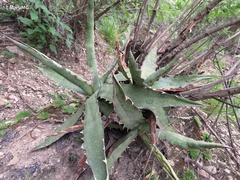 Agave xylonacantha