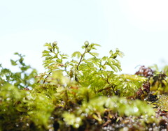 Hymenophyllum cupressiforme