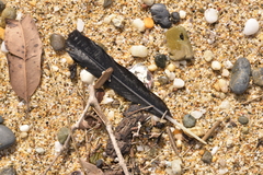 Phalacrocorax varius