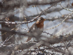 Turdus ruficollis
