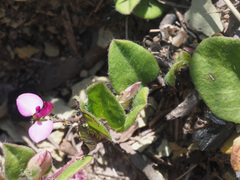 Polygala ohlendorfiana