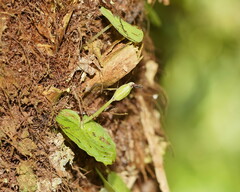 Corybas grumulus