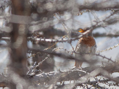 Turdus ruficollis