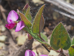 Polygala ohlendorfiana