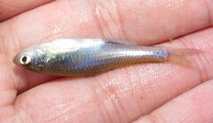 Cyprinella lutrensis