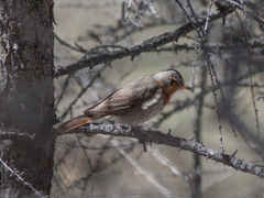 Turdus ruficollis