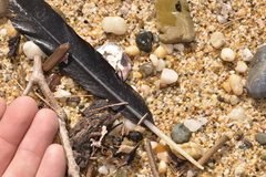 Phalacrocorax varius