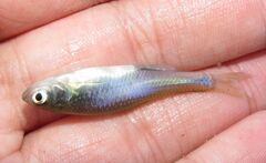 Cyprinella lutrensis