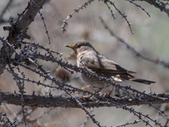 Turdus ruficollis