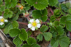 Fragaria hayatae