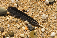 Phalacrocorax varius